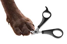 🐶. Cortador De Uñas De Acero Inoxidable Para mascotas 🐱